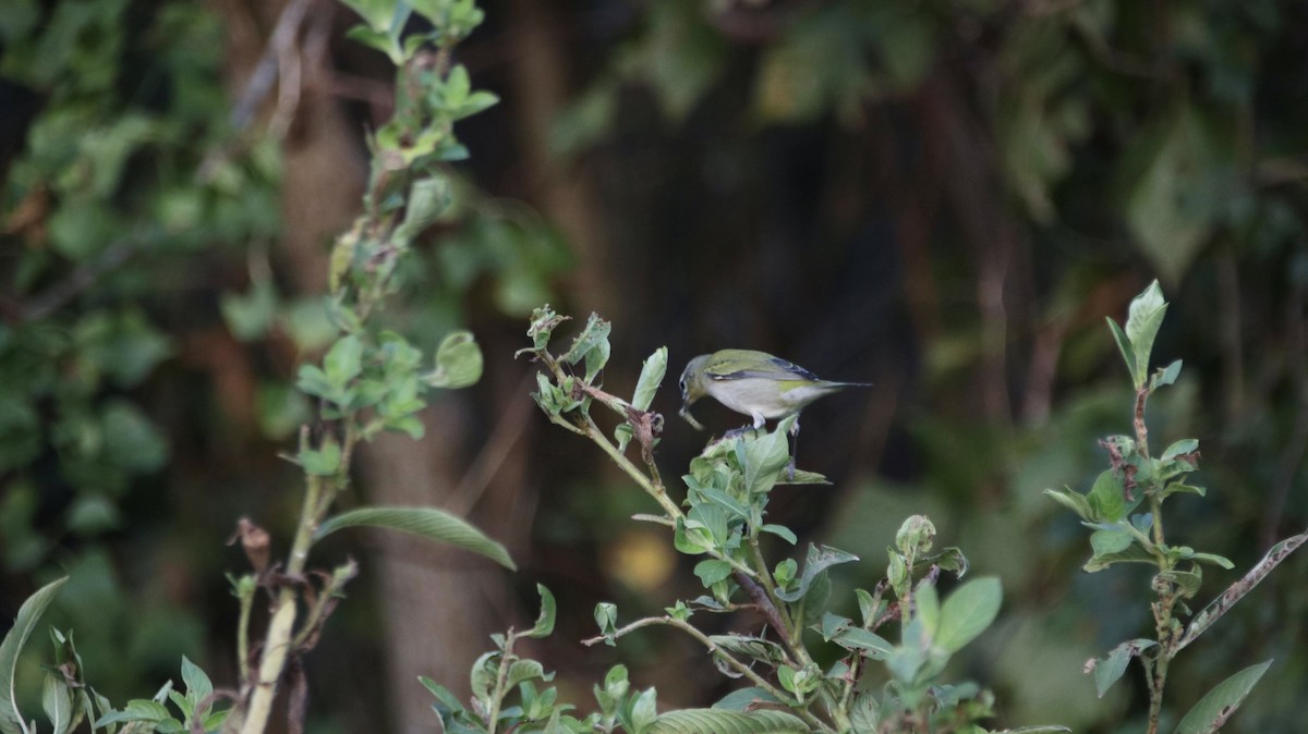 Tennessee Warbler - ML624890608