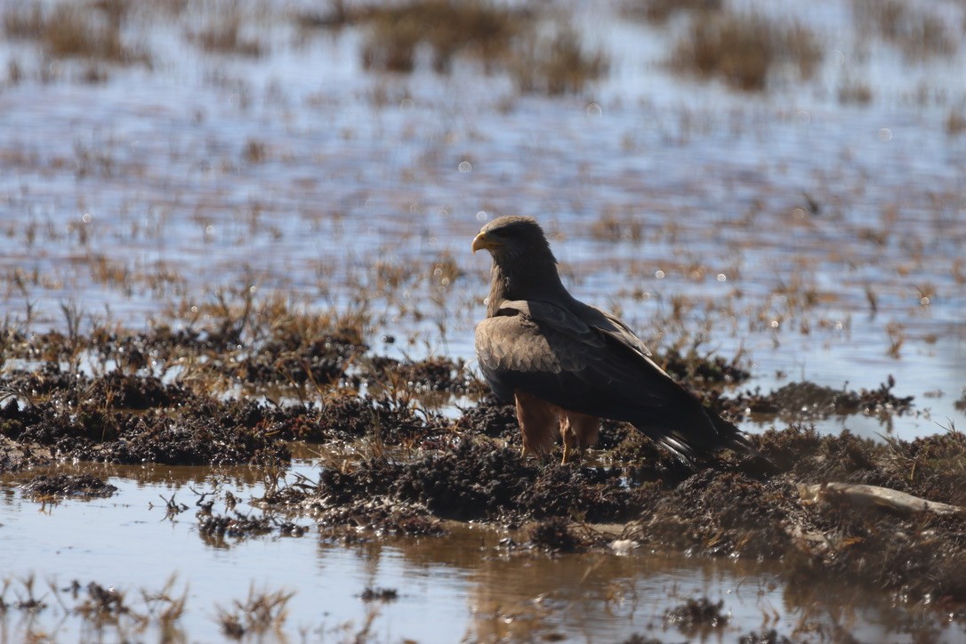 Black Kite (Yellow-billed) - ML624890637