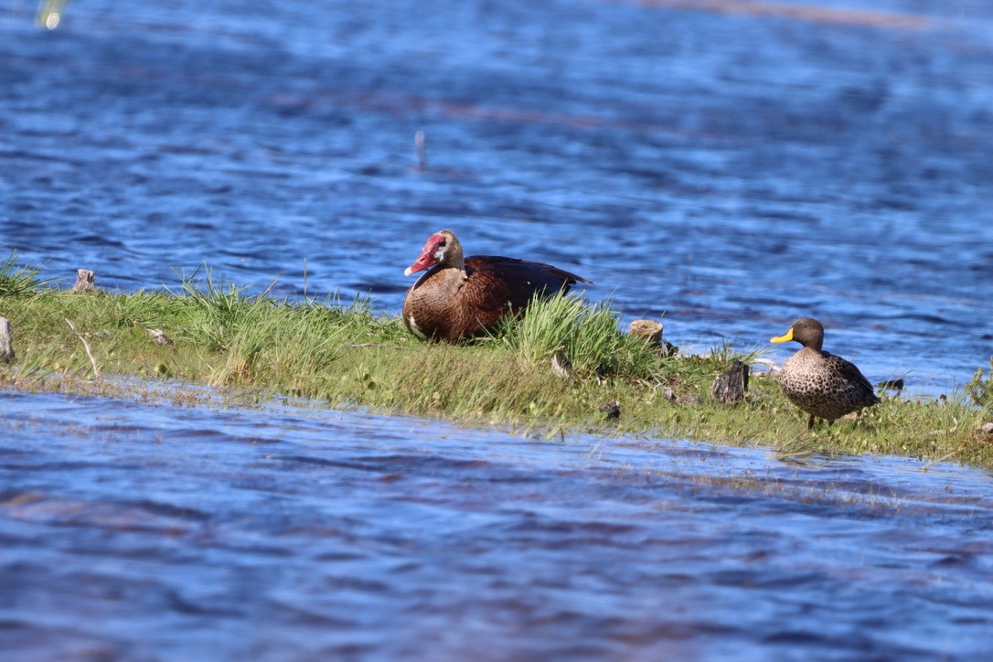 Spur-winged Goose - ML624890669