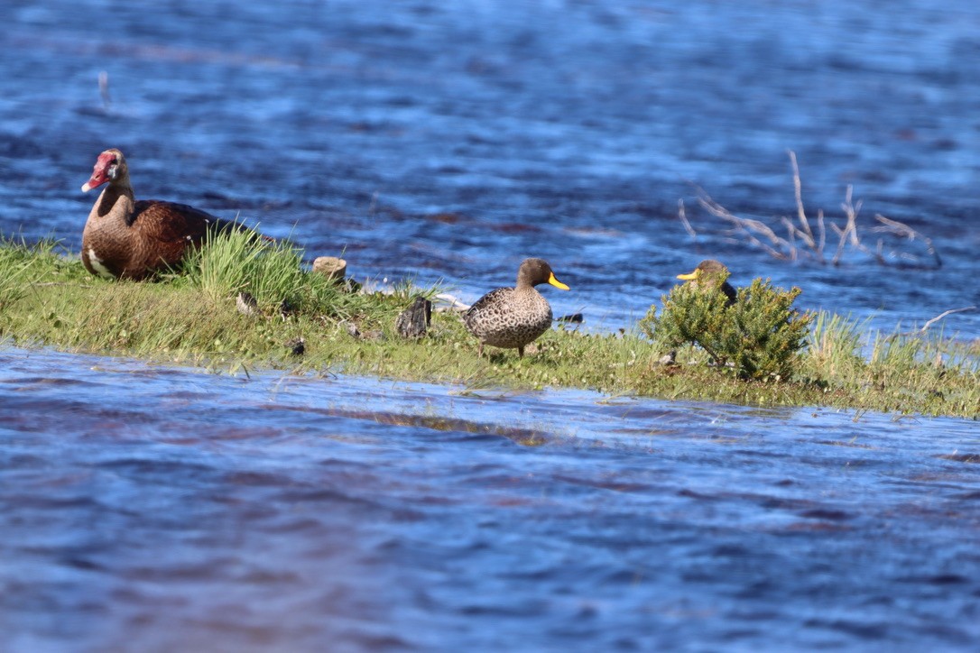 Yellow-billed Duck - ML624890673