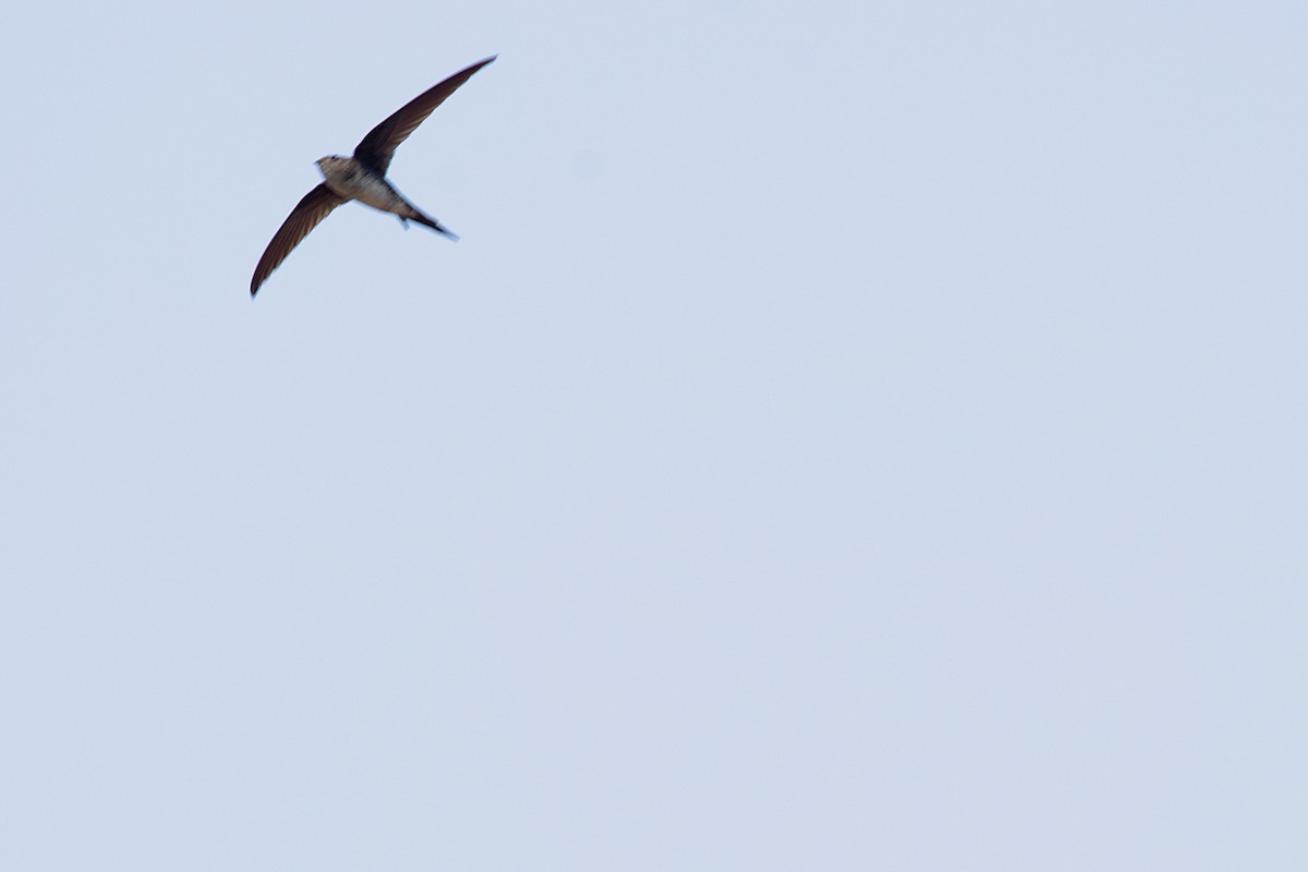 Fork-tailed Palm Swift - ML624890705