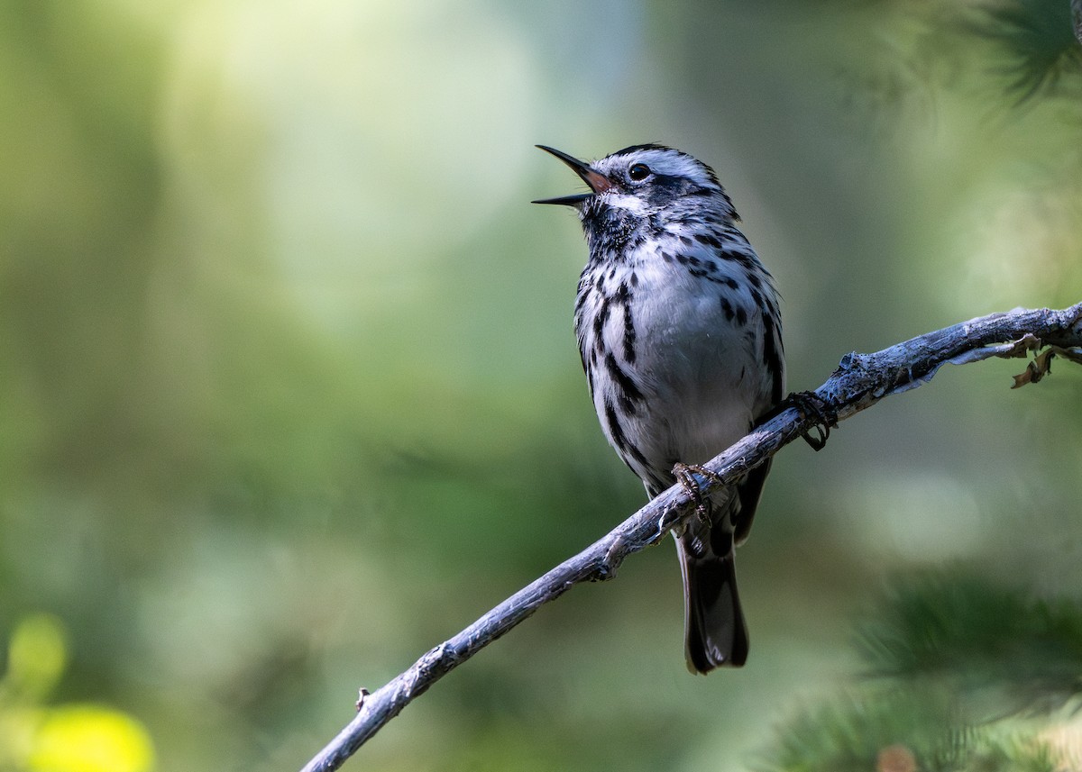 Black-and-white Warbler - ML624890713