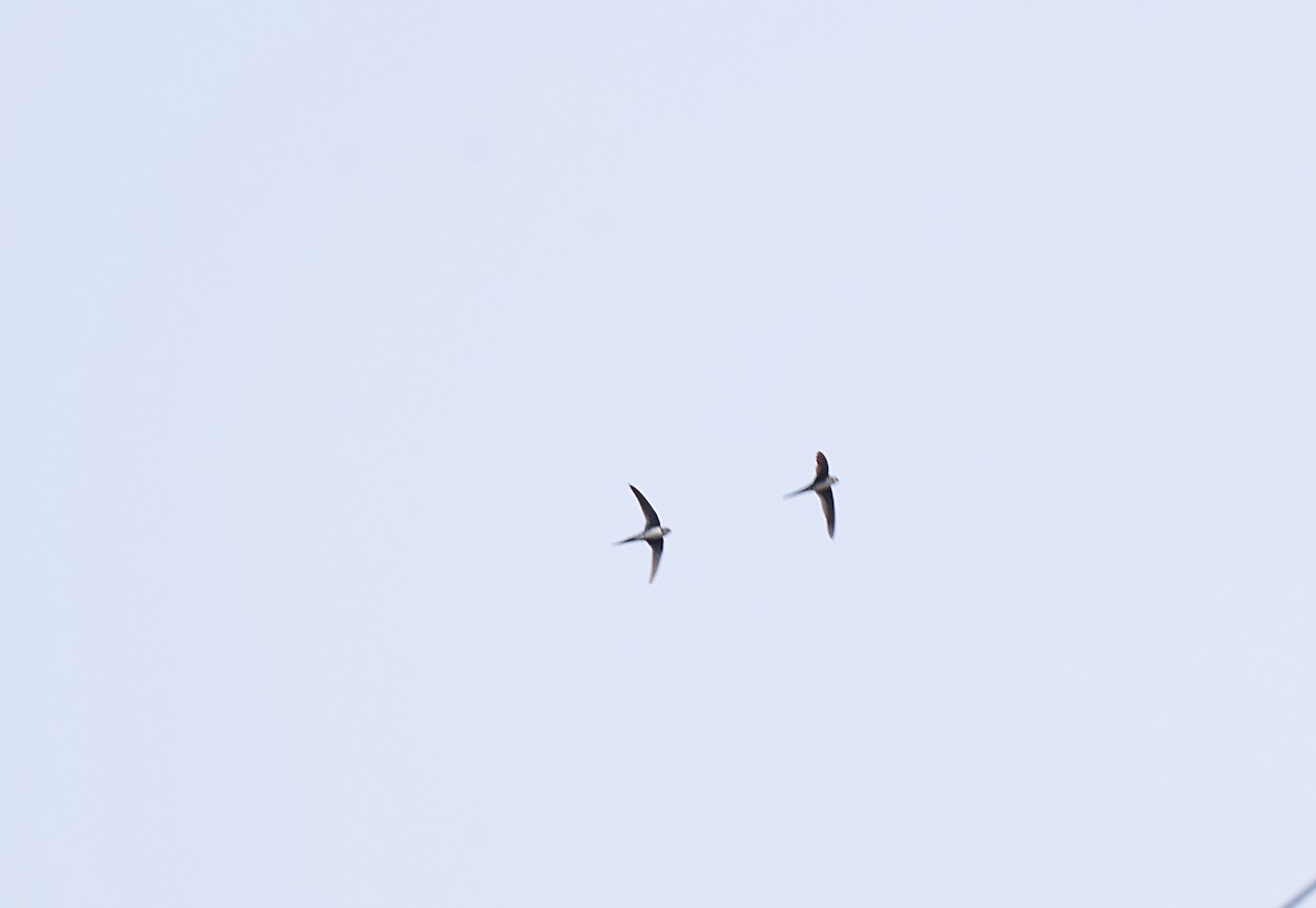 Fork-tailed Palm Swift - ML624890739