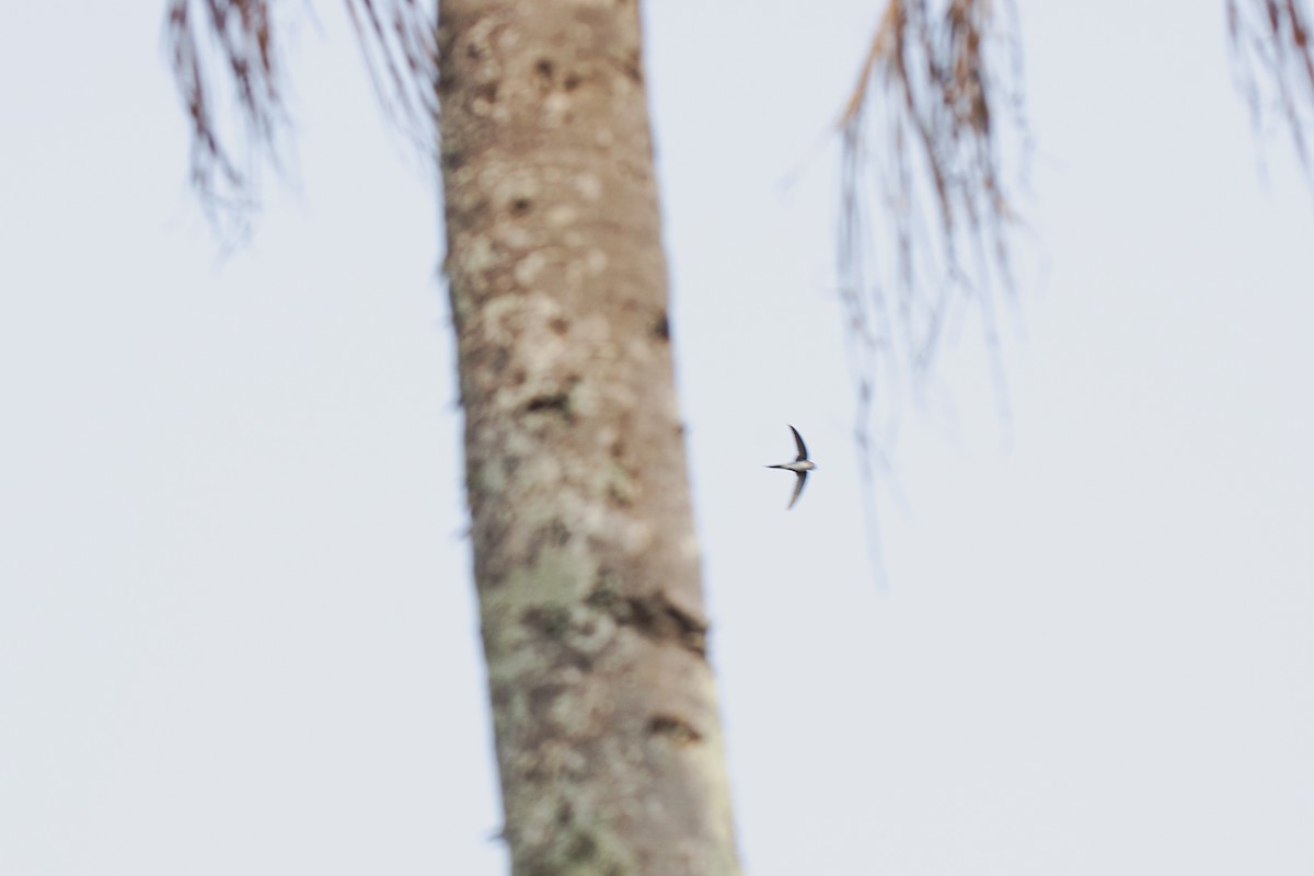 Fork-tailed Palm Swift - ML624890769
