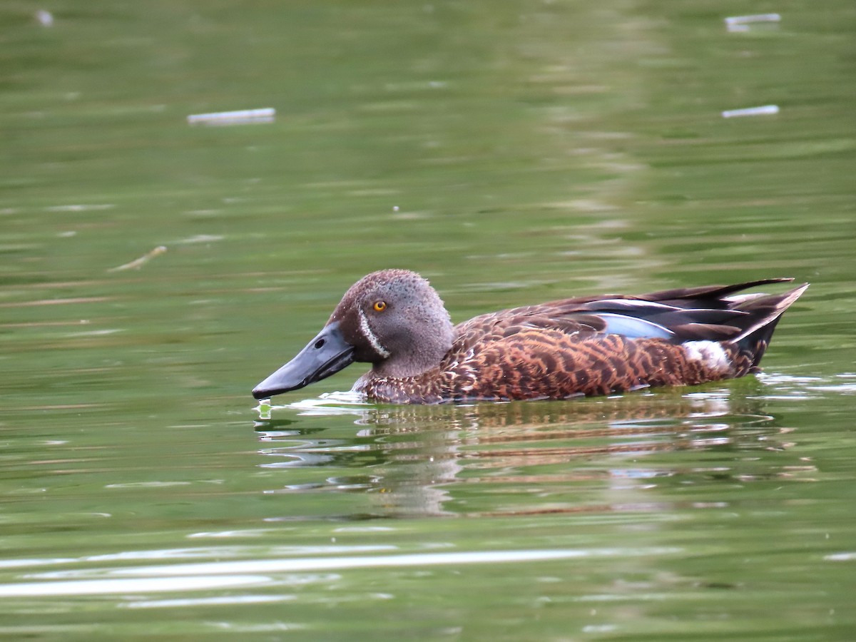 Australasian Shoveler - ML624890794