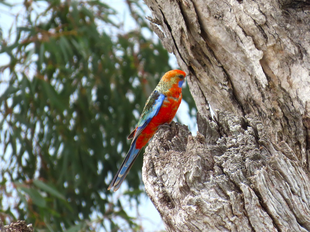 Crimson Rosella (Adelaide) - ML624890799