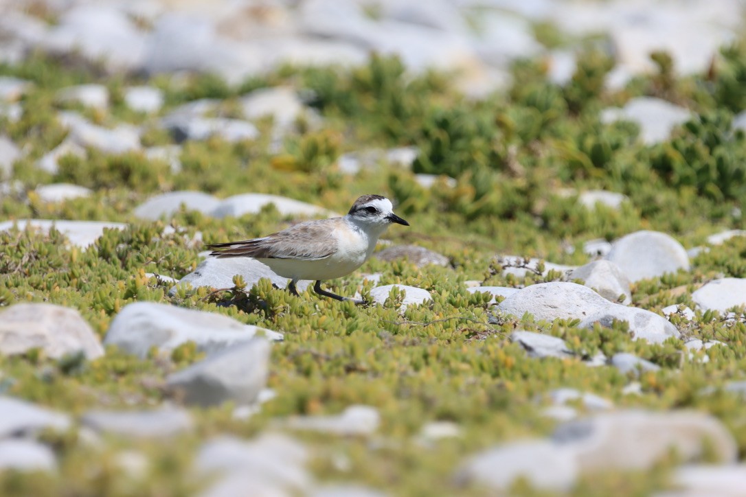 White-fronted Plover - ML624890800