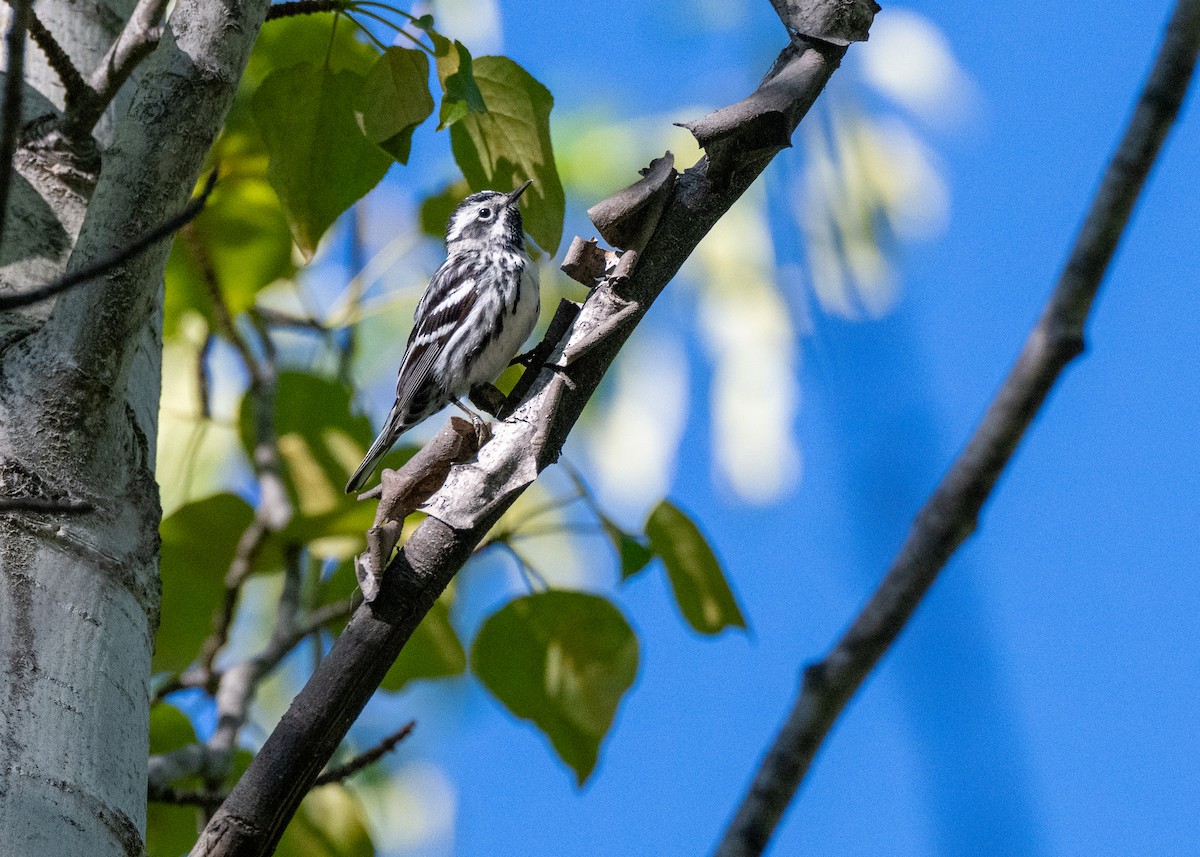 Black-and-white Warbler - ML624890802