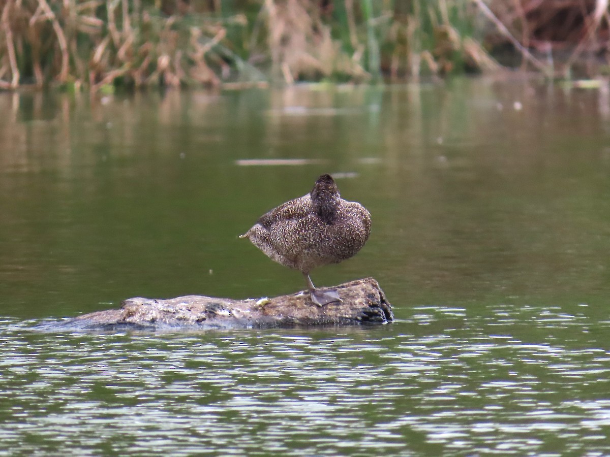 Freckled Duck - ML624890805