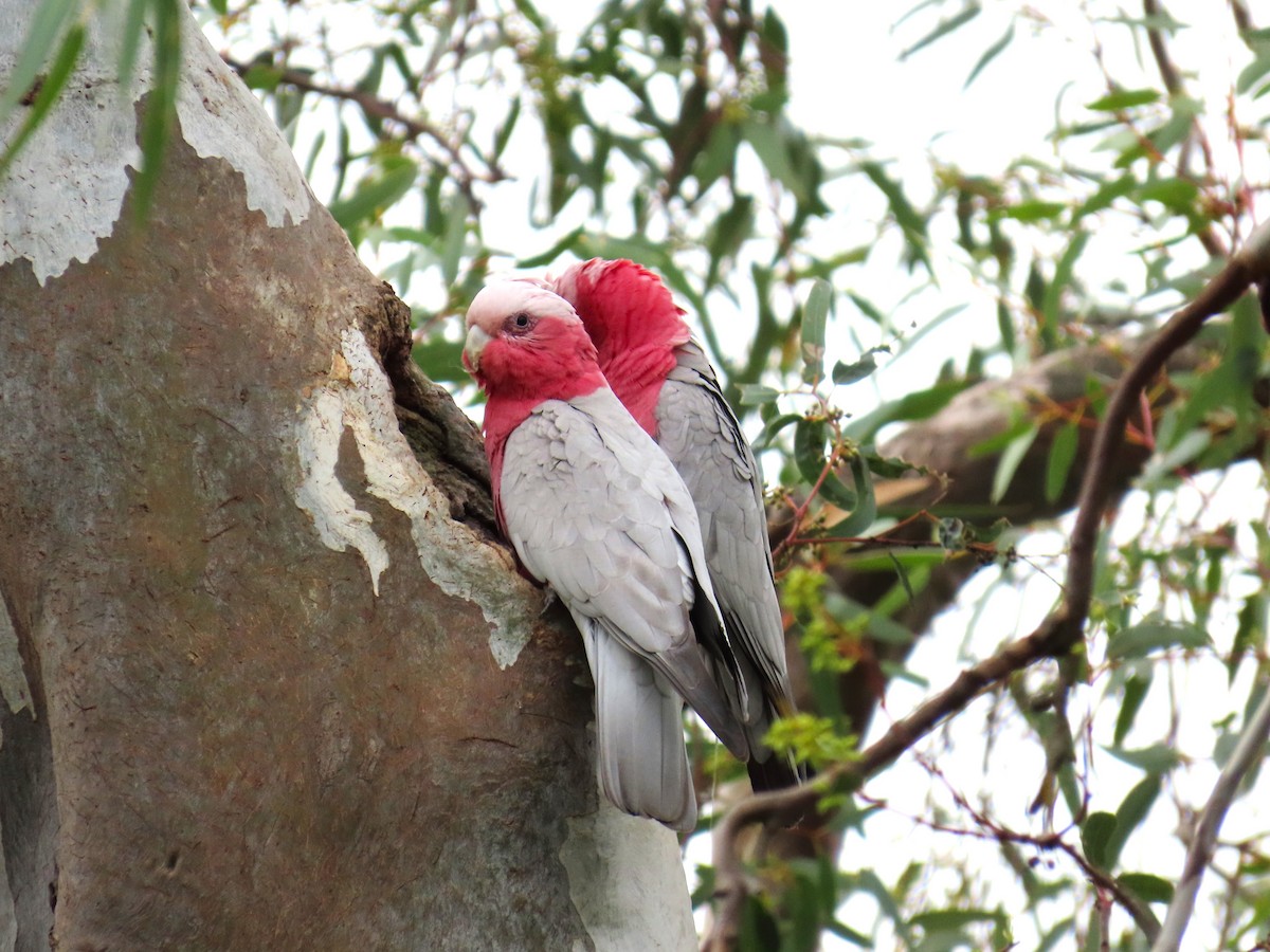 Galah - ML624890808