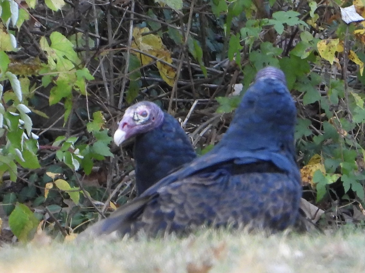 Turkey Vulture - ML624890811