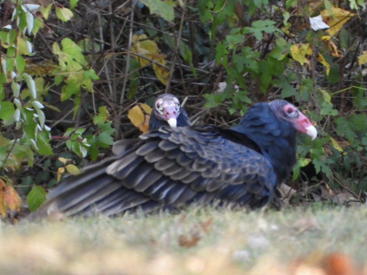 Turkey Vulture - ML624890812