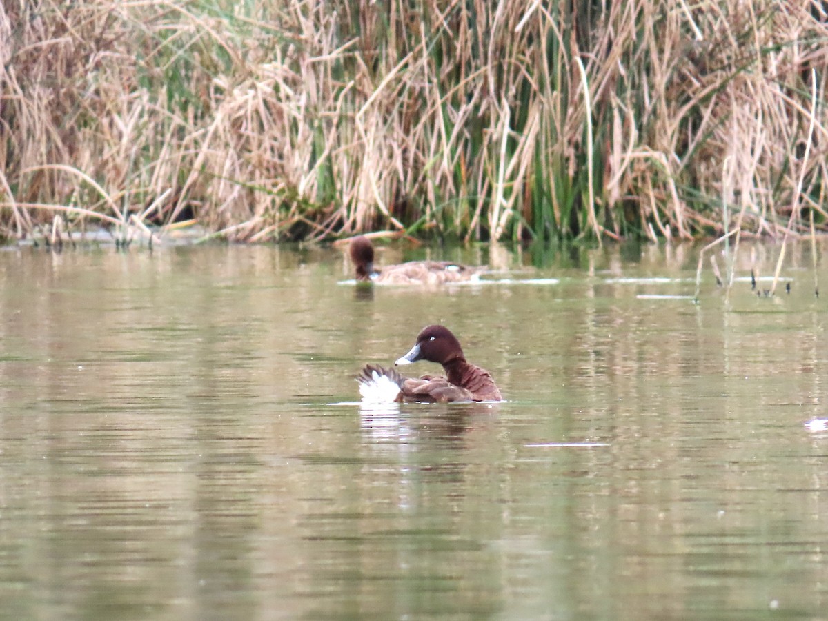 Hardhead - ML624890815