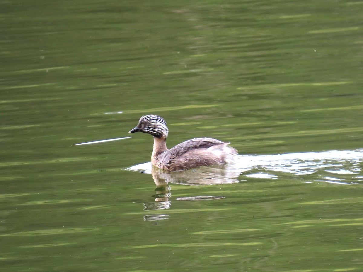 Hoary-headed Grebe - ML624890817
