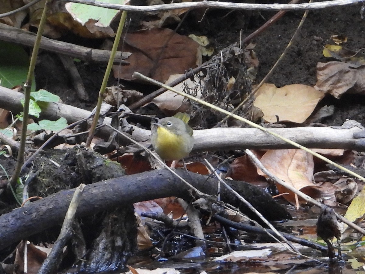 Common Yellowthroat - ML624890821