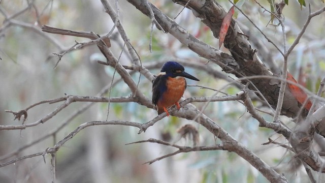 Azure Kingfisher - ML624890823