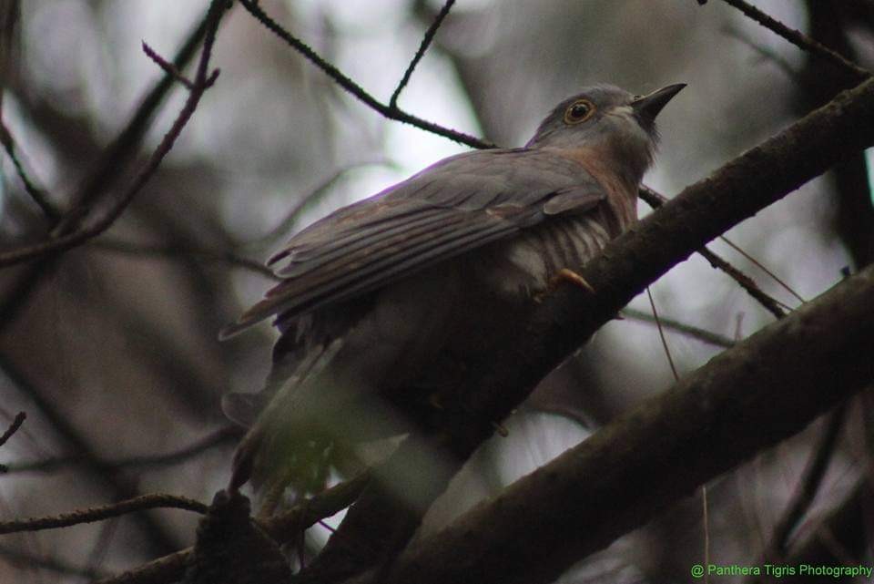 Common Hawk-Cuckoo - ML624890826