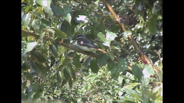 Sulphur-bellied Flycatcher - ML624890827