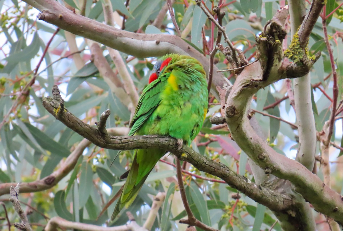 Musk Lorikeet - ML624890832