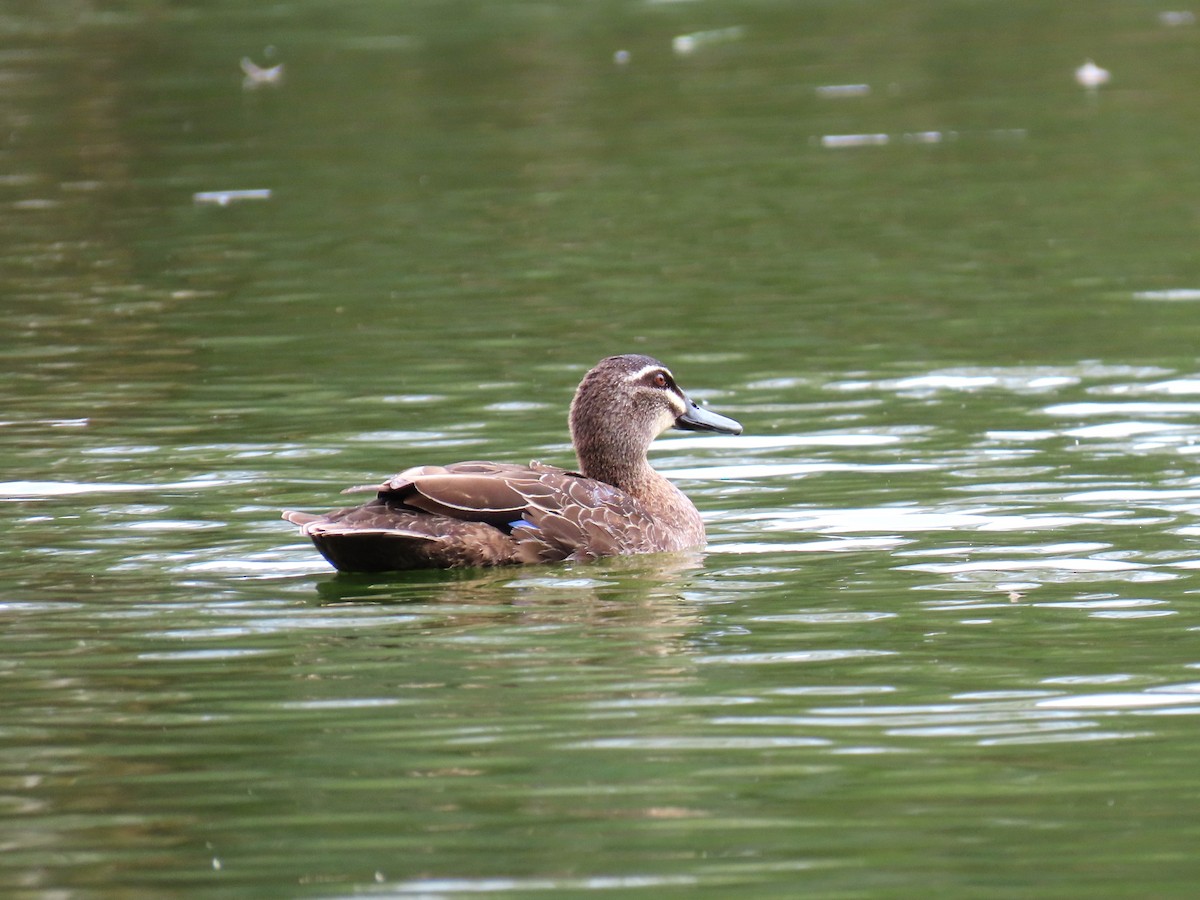 Pacific Black Duck - ML624890836