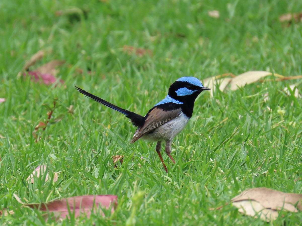Superb Fairywren - ML624890839