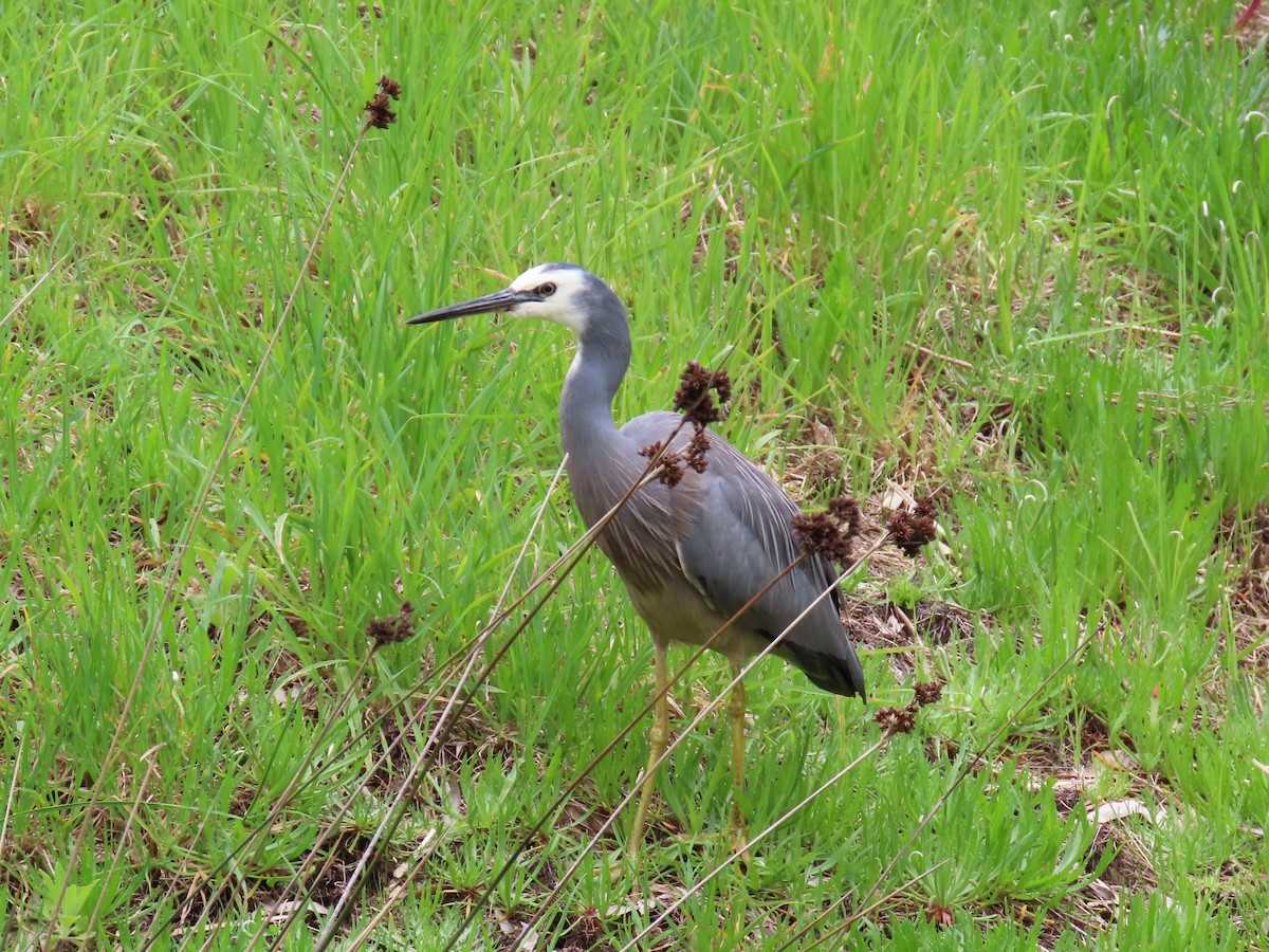 White-faced Heron - ML624890842