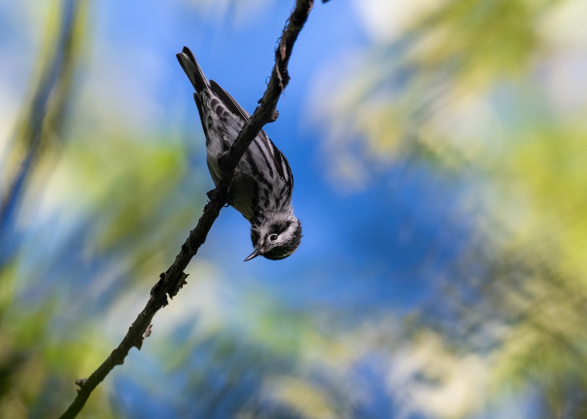 Black-and-white Warbler - ML624890901