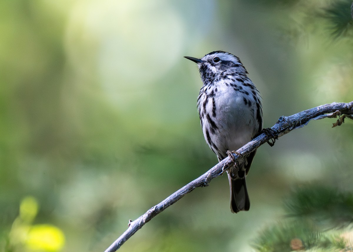 Black-and-white Warbler - ML624890902