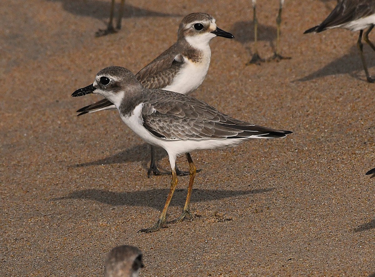 Greater Sand-Plover - mathew thekkethala