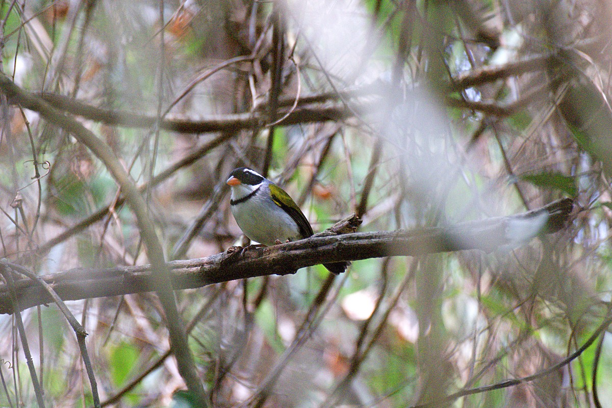 Saffron-billed Sparrow (Saffron-billed) - ML624890931