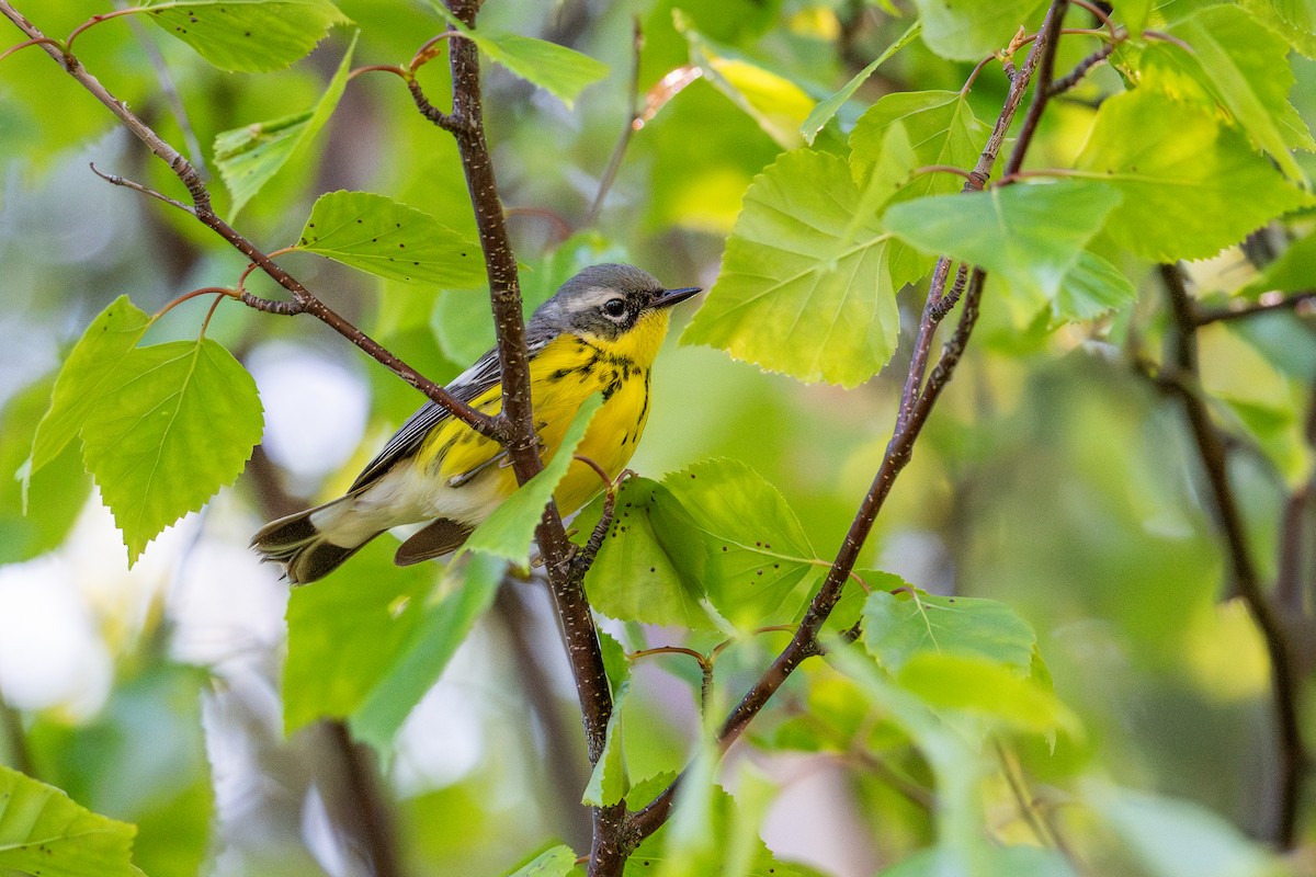 Magnolia Warbler - ML624891113
