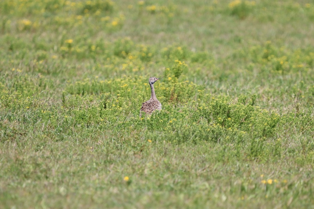 Black Bustard - ML624891161