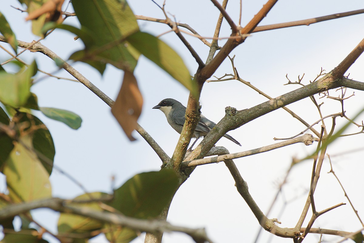 Cinereous Warbling Finch - ML624891198