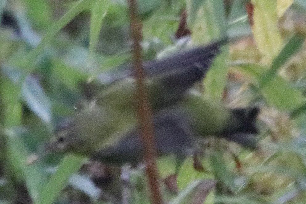 Paruline obscure - ML624891236