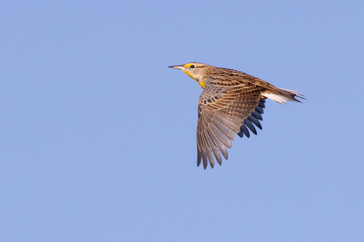 Eastern Meadowlark - Baxter Beamer
