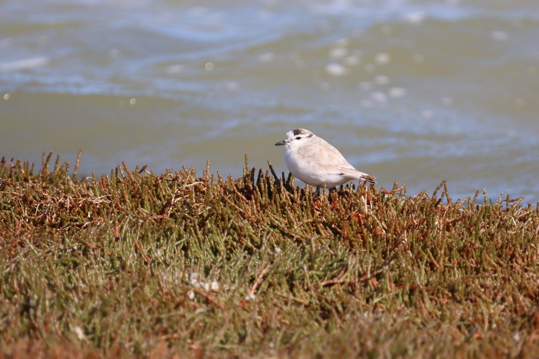 White-fronted Plover - ML624891416