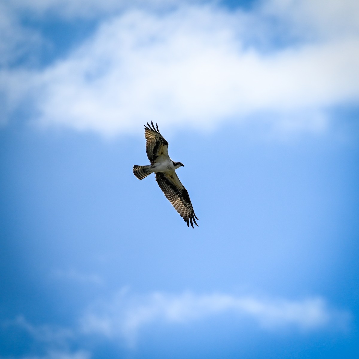 Osprey (American) - ML624891438