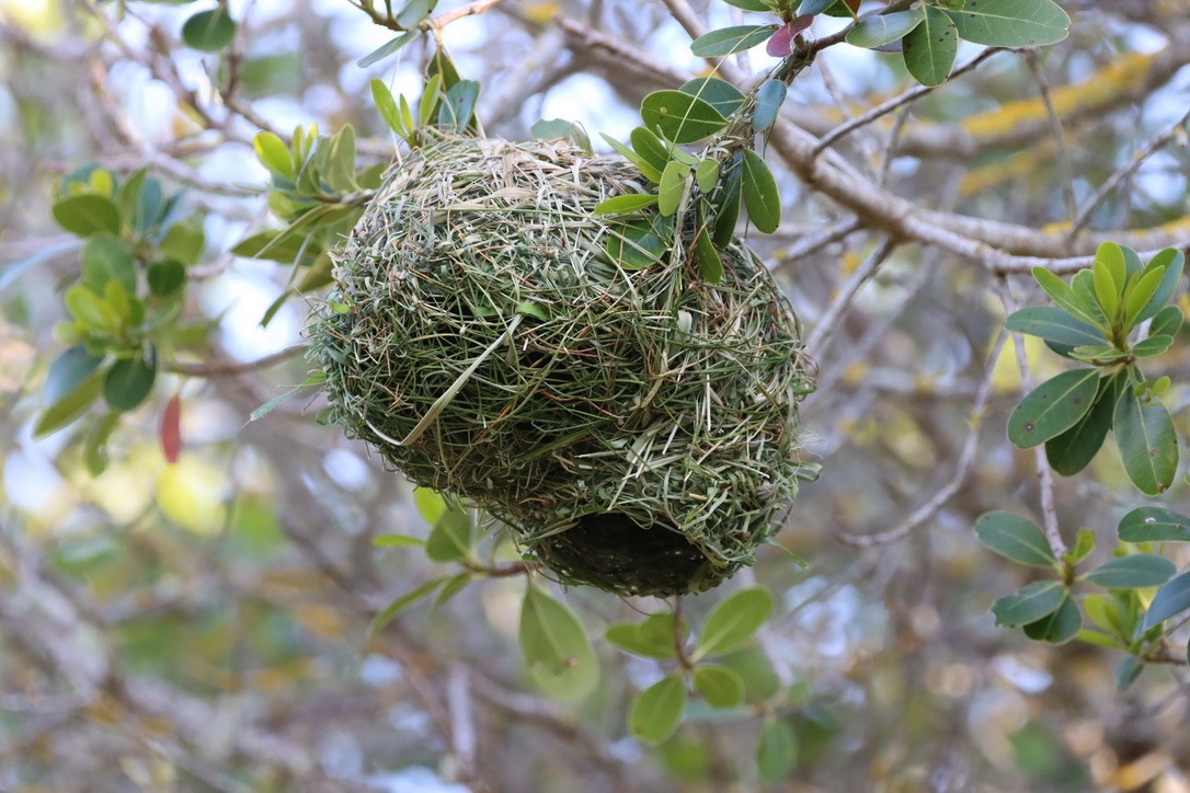 Cape Weaver - ML624891548