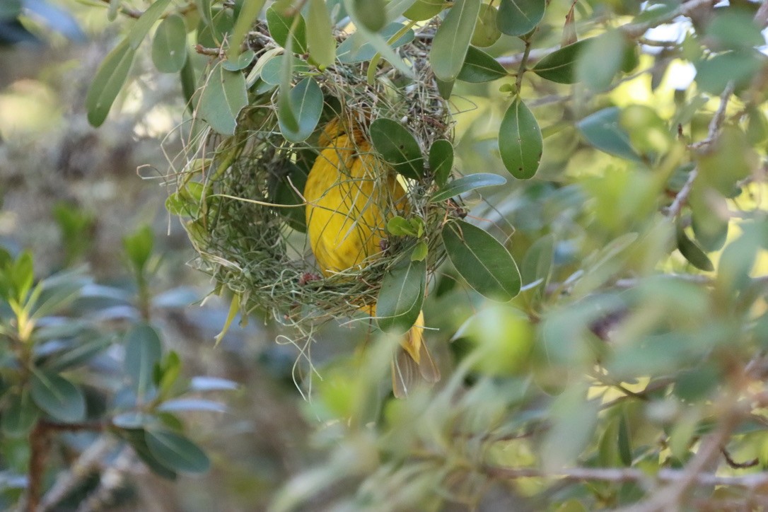 Cape Weaver - ML624891555