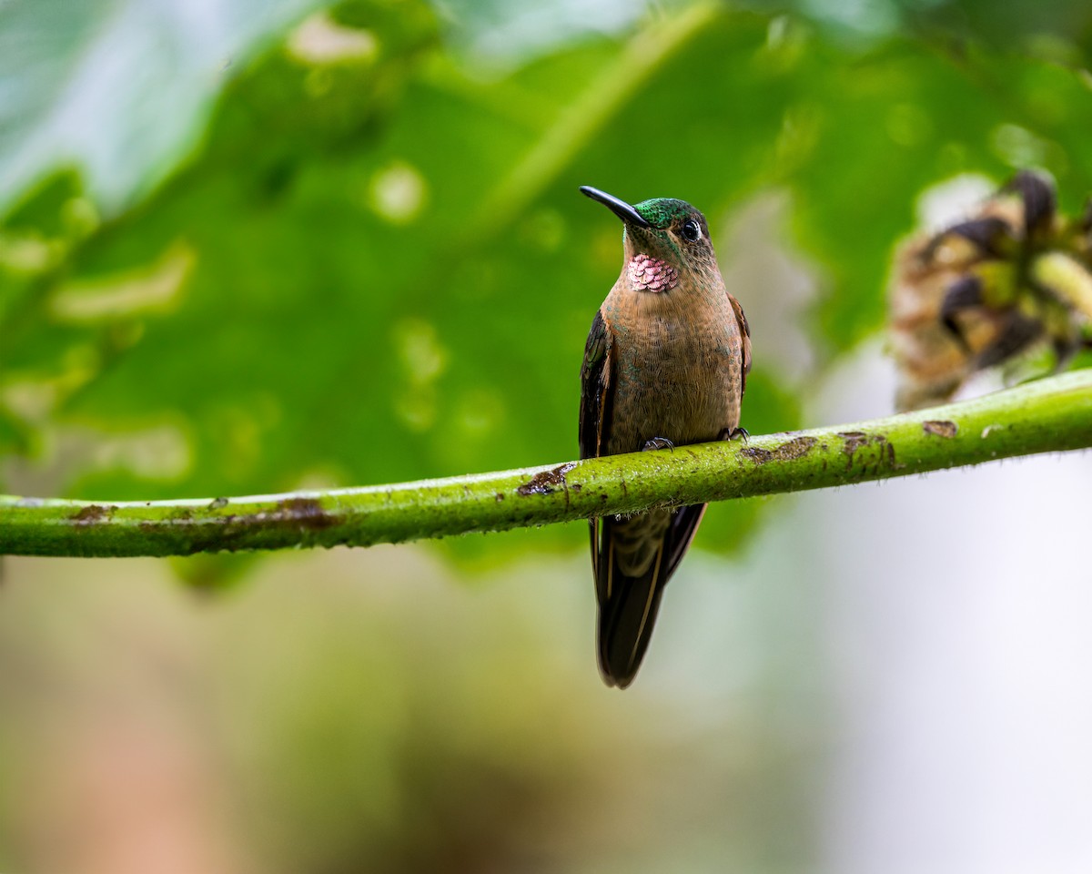 Fawn-breasted Brilliant - ML624891768