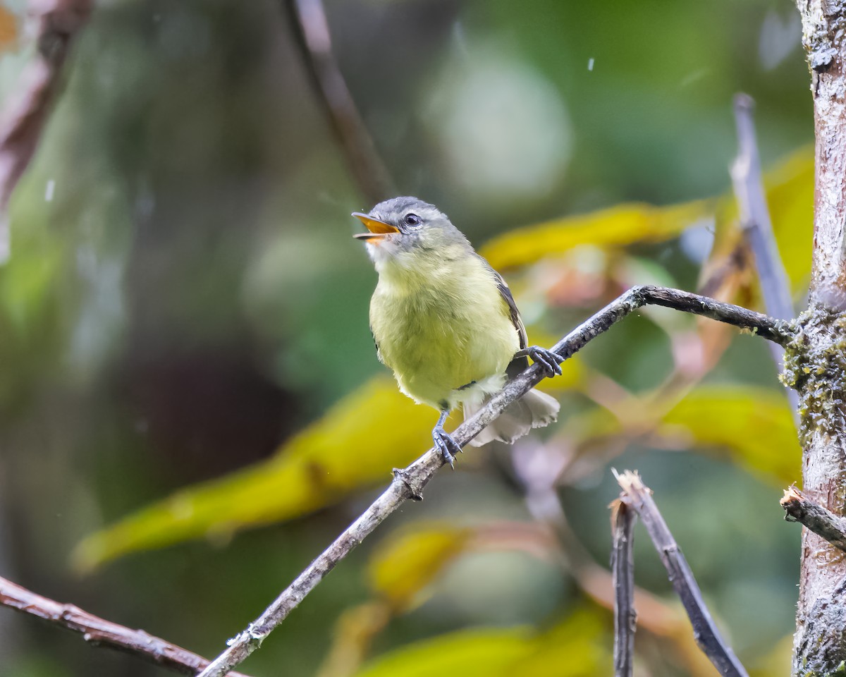 Sulphur-bellied Tyrannulet - ML624891817