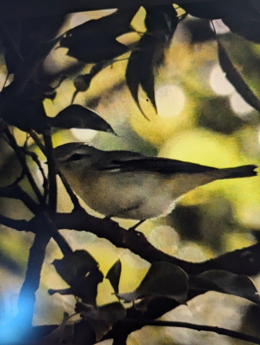 Philadelphia Vireo - ML624891864