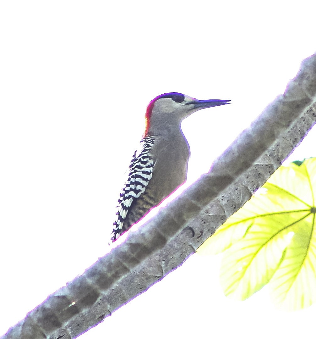 West Indian Woodpecker - ML624891964