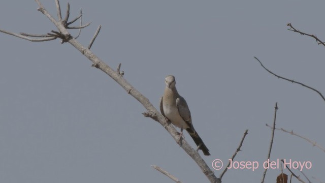 Namaqua Dove - ML624891994