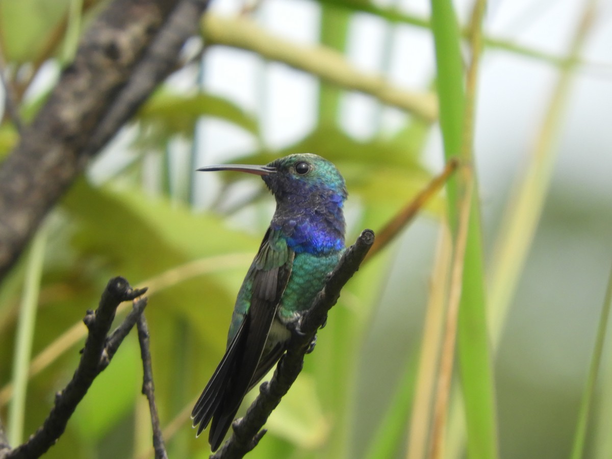 Sapphire-throated Hummingbird - ML624892009