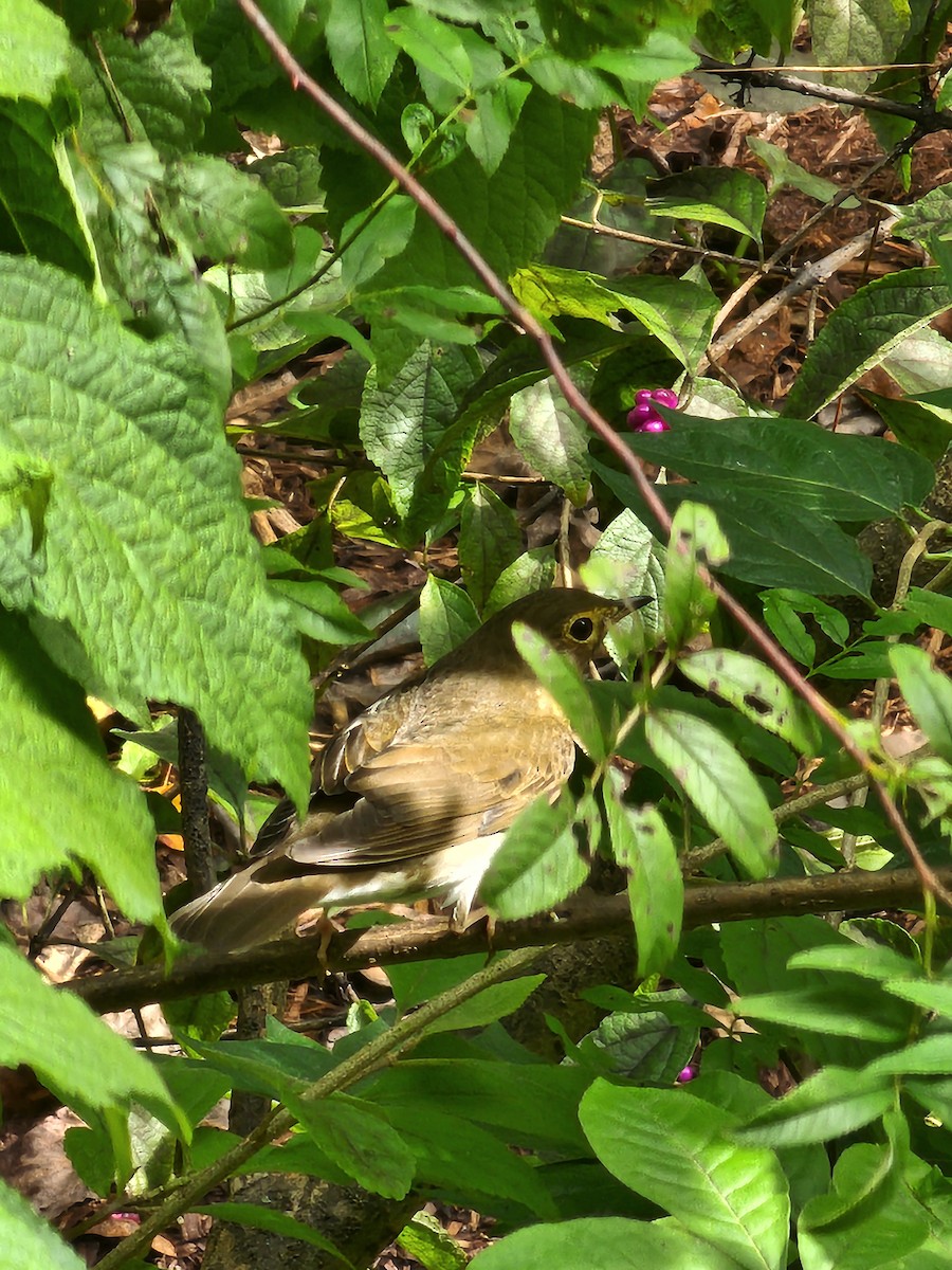 Swainson's Thrush - ML624892037