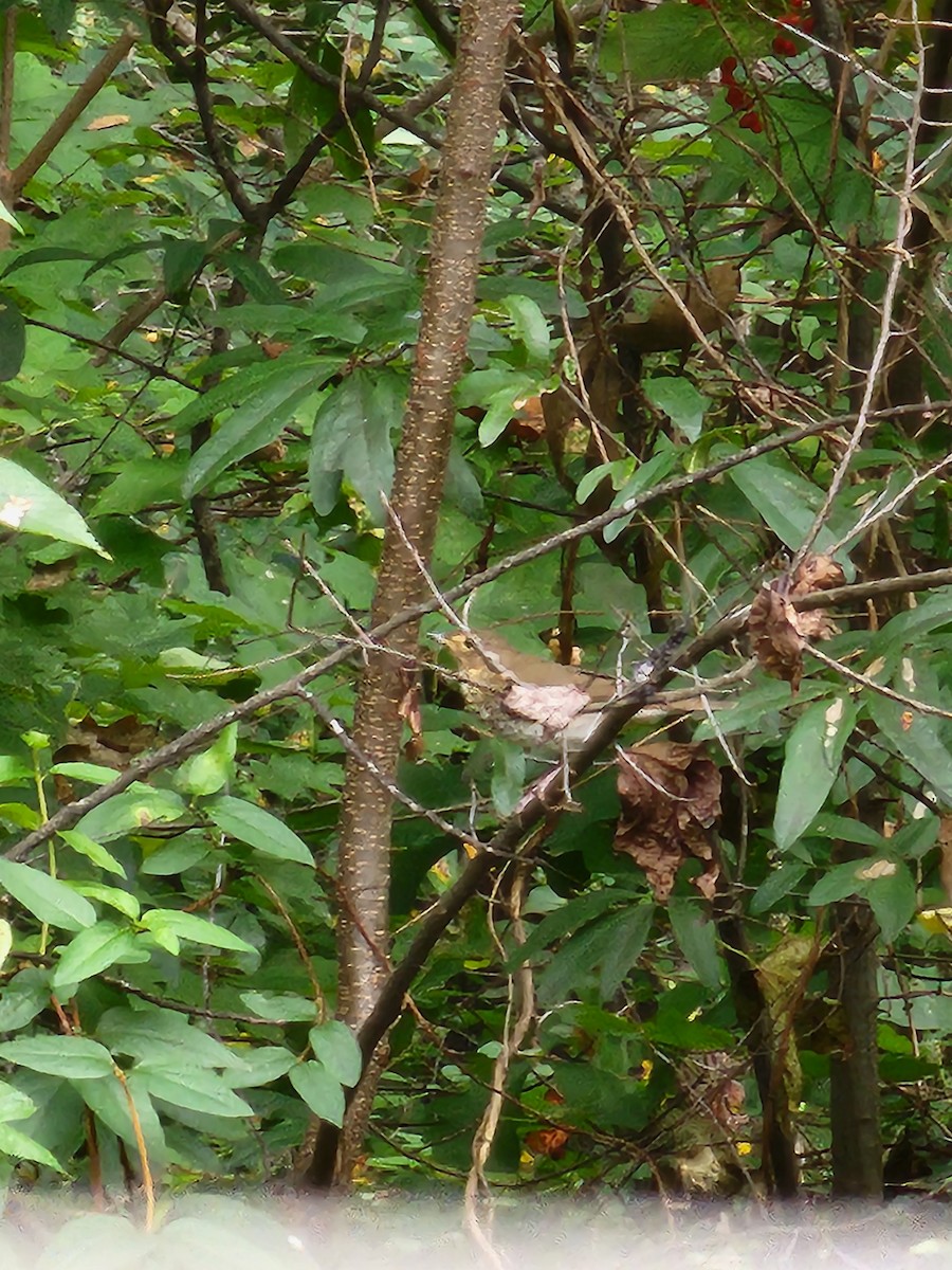 Swainson's Thrush - ML624892059