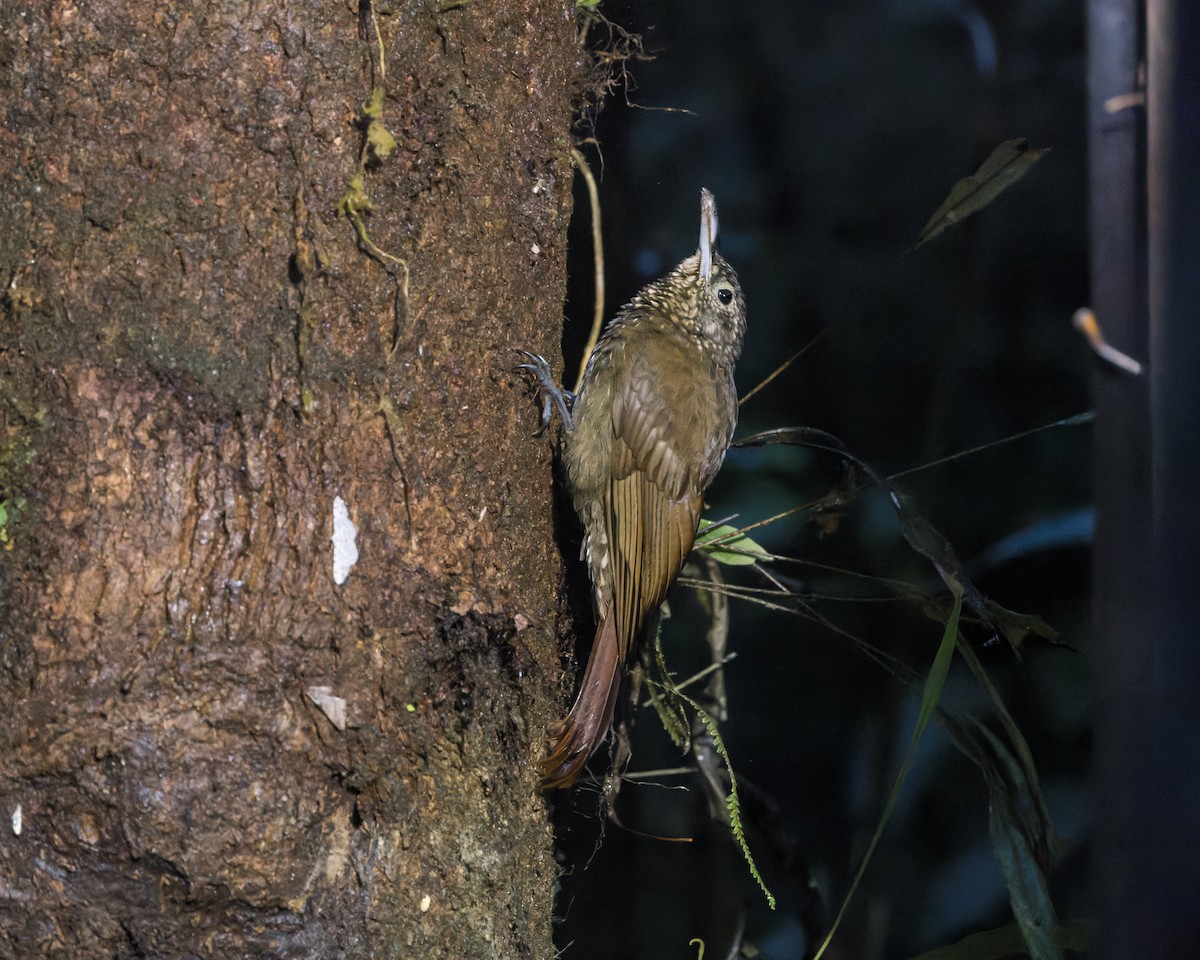 Olive-backed Woodcreeper - ML624892100