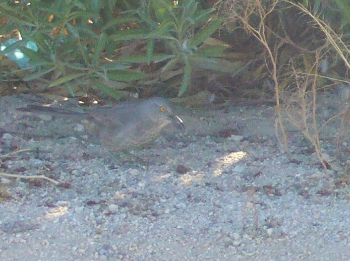 Curve-billed Thrasher - ML624892104