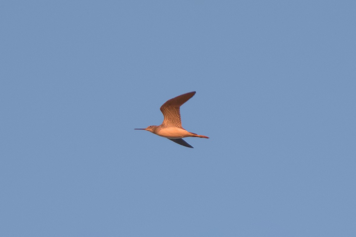 Greater Yellowlegs - ML624892118